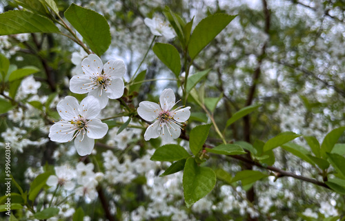 White Cherry Tree Flowers outdoors