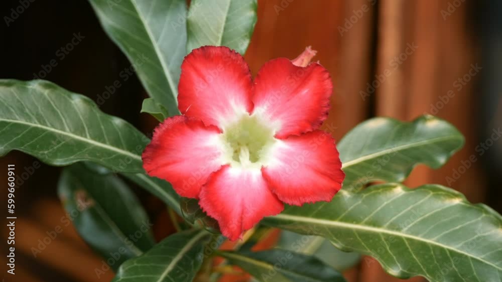 Desert Rose or Impala Lily ( Mock Azalea) beautiful flower in green garden Desert Rose or Impala Lily ( Mock Azalea) beautiful flower in green garden