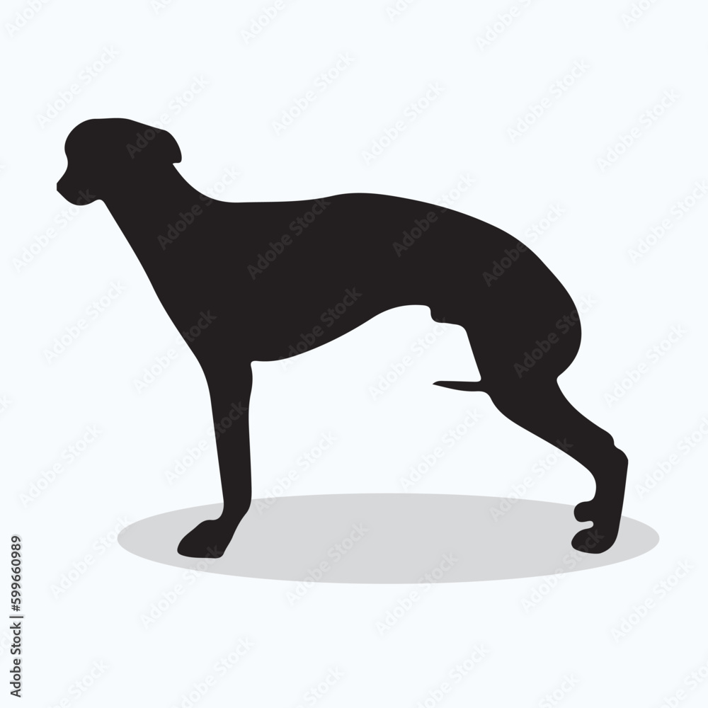 Whippet silhouettes and icons. Black flat color simple elegant Whippet animal vector and illustration.