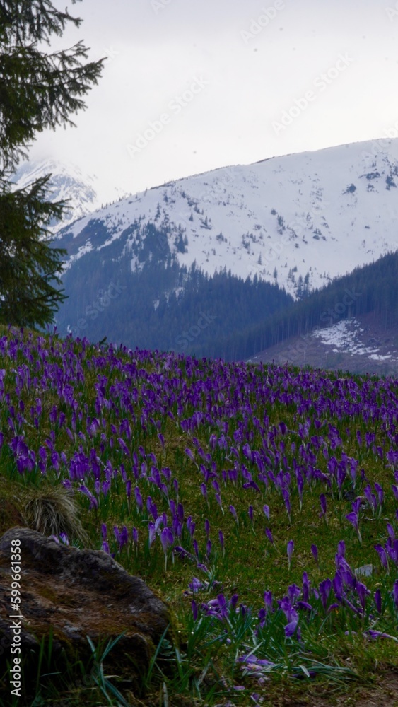 Krokusy fioletowe dolina chochołowska wiosna zakopane, tatry, tatrzański park narodowy