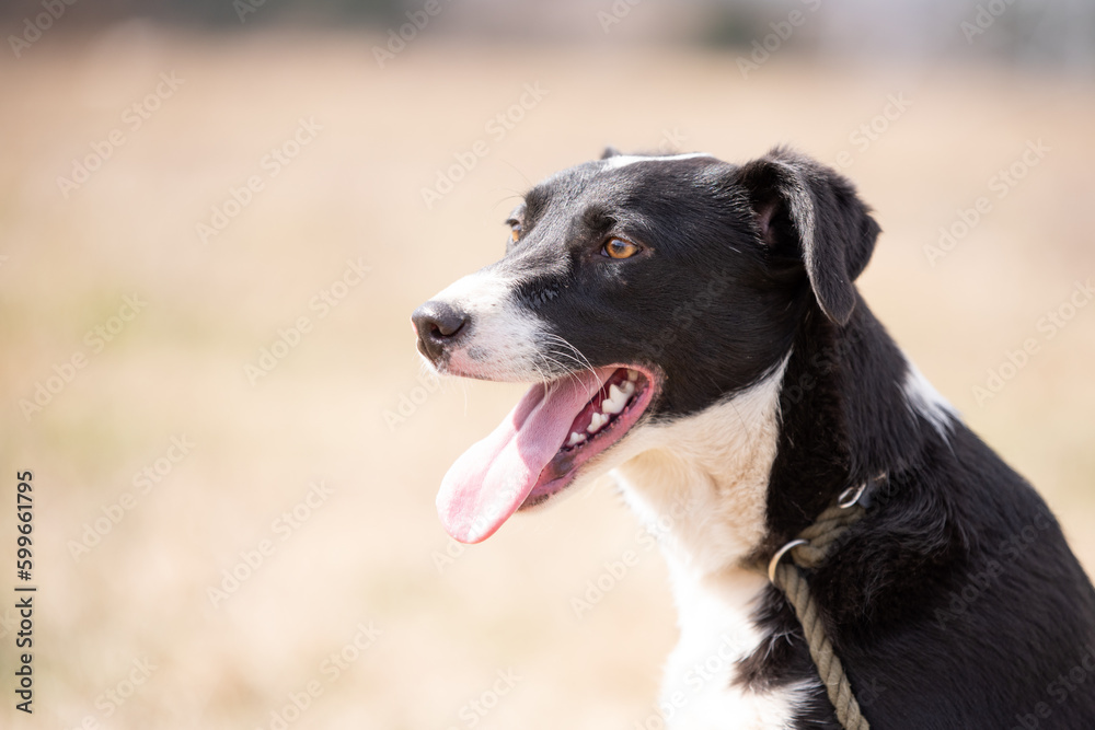 Portrait of a black and white dog Portrait of a black and white dog