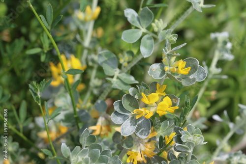 Silver Lotus, Acmispon Argophyllus, displaying springtime blooms in the Santa Monica Mountains, a native perennial monoclinous herb with racemose umbel inflorescences. photo