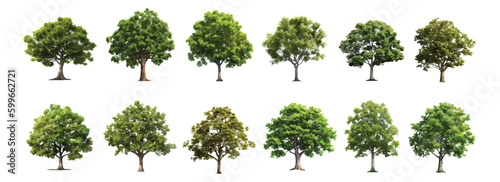 Trees collection set. Green plants with leaves  garden botanical vector realistic