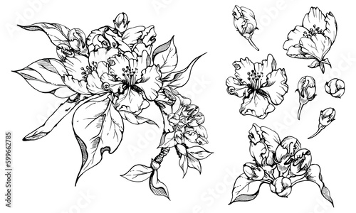 Wallpaper Mural Hand drawn ink apple flowers on branch with leaves, monochrome vector, detailed outline. Square composition Isolated on white background. Design for wall art, wedding, print, fabric, card, invitation. Torontodigital.ca