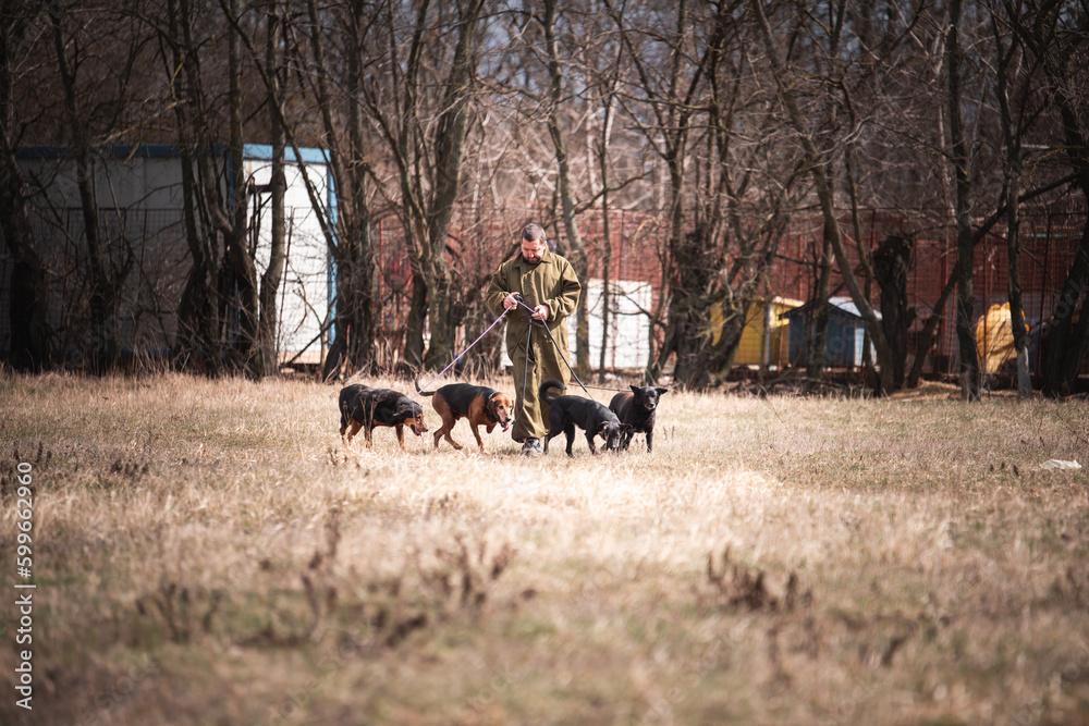Obraz premium Group of rescued dogs with their trainer going for the regular walk. Dogs from dogs shelter are on obedience and socialization training.