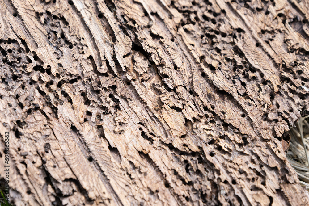 Bark beetle spruce tree fore log pile bark-less Bark beetle spruce tree fore log pile bark-less
