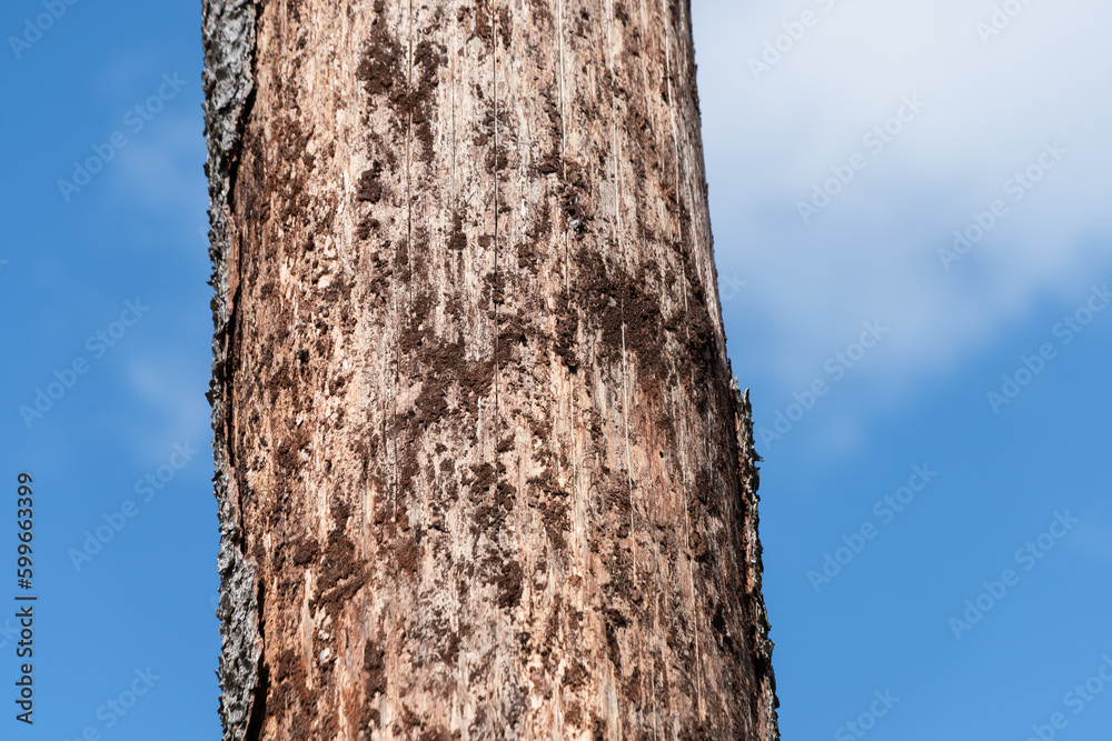 Bark beetle spruce tree fore log pile bark-less Bark beetle spruce tree fore log pile bark-less