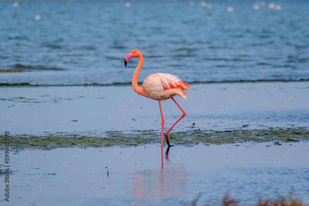 Obraz premium Flamingos, pelicans and other birds in gediz delta