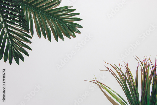 Palm leaves on white background  sharp light  free space left  summer concept.