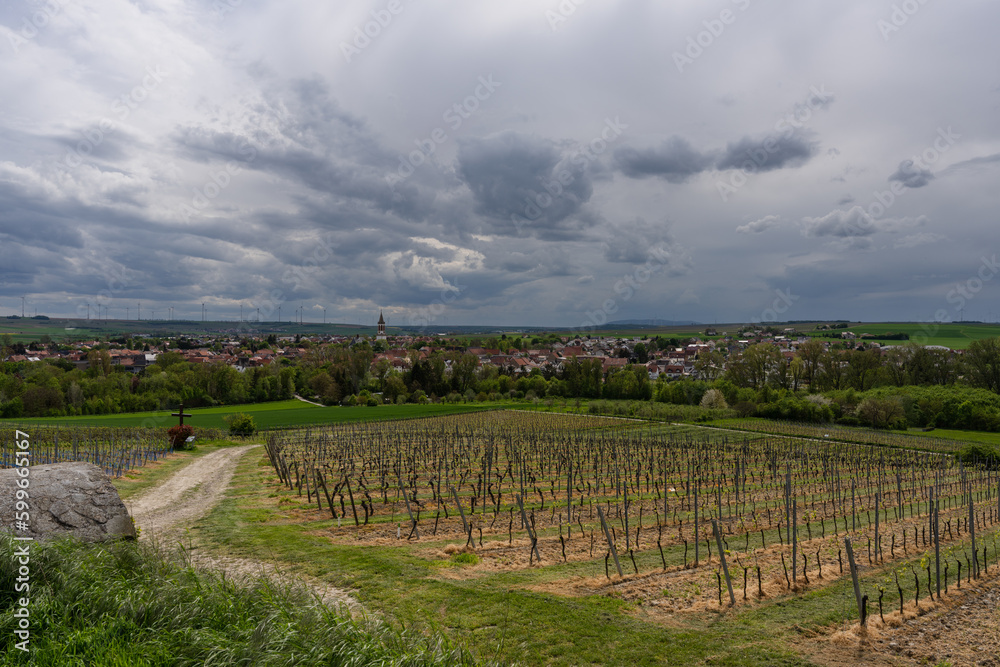 Fototapeta premium Gau-Odernheim in Rheinhessen mit Donnersberg