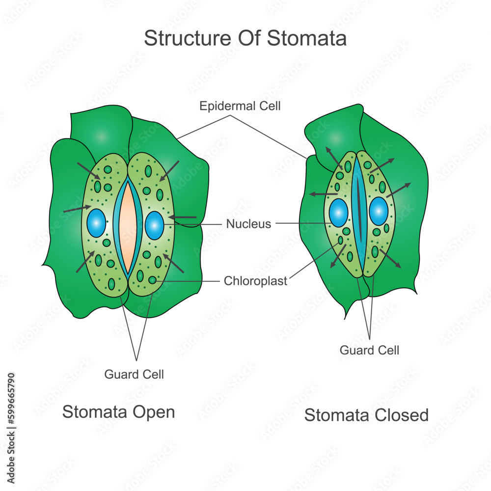 Structure of stomata. Opening and closing of stomata.Biological