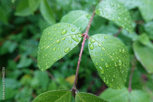 Gouttes d'eau sur des feuilles vertes après la pluie