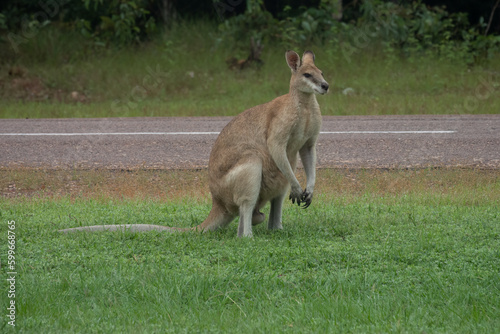 Kangaroo crossing the road of the Kakdu National Park, Northern Territory, Australia