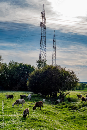 Fototapeta Naklejka Na Ścianę i Meble -  Schafe grasen neben Hochspannungsmasten