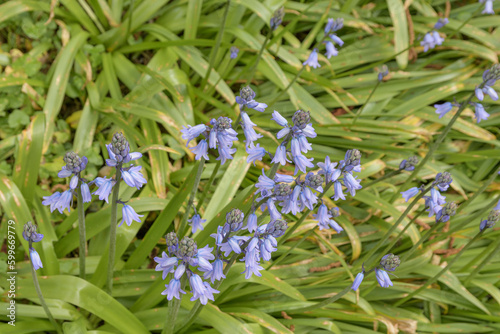 Hyacinthoides texture of the beautiful stems full of purple flowers of the Bluebells.