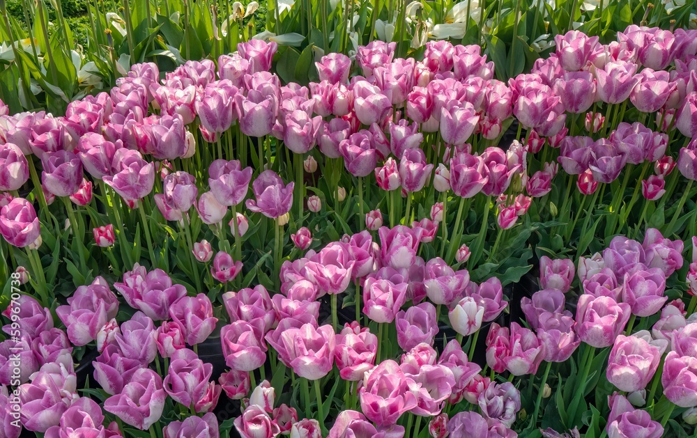 Closeup of groups of tulips at tulip fields near Woodburn, Oregon