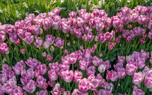 Wallpaper Mural Closeup of groups of tulips at tulip fields near Woodburn, Oregon Torontodigital.ca