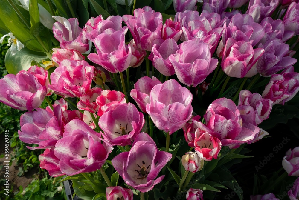 Obraz premium Closeup of groups of tulips at tulip fields near Woodburn, Oregon