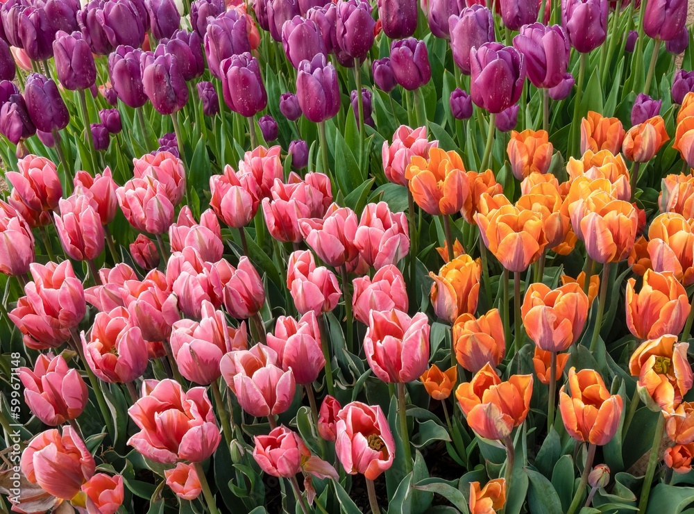 Closeup of groups of tulips at tulip fields near Woodburn, Oregon Closeup of groups of tulips at tulip fields near Woodburn, Oregon