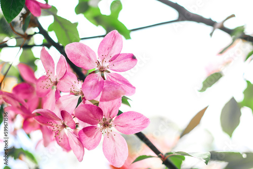 Flowering branches of paradise apple tree. Fruit tree. Photo of nature.