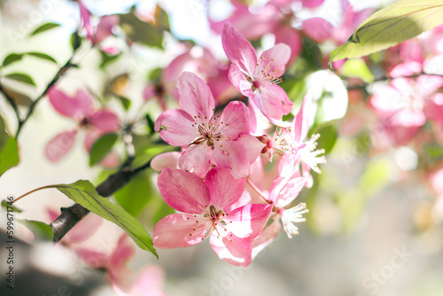 Flowering branches of paradise apple tree. Fruit tree. Photo of nature.