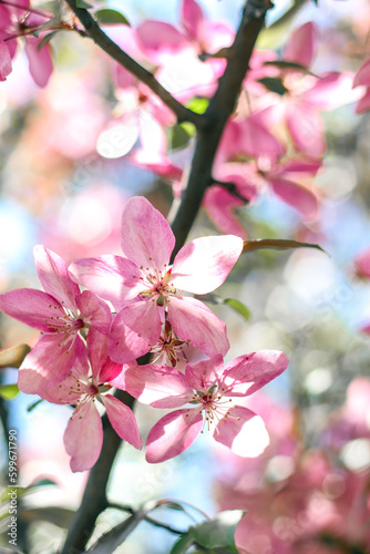 Flowering branches of paradise apple tree. Fruit tree. Photo of nature.