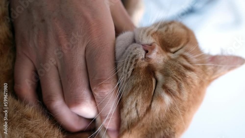Bearded man hugging and stroking ginger cat close-up. Selective focus on cat's muzzle, vertical format