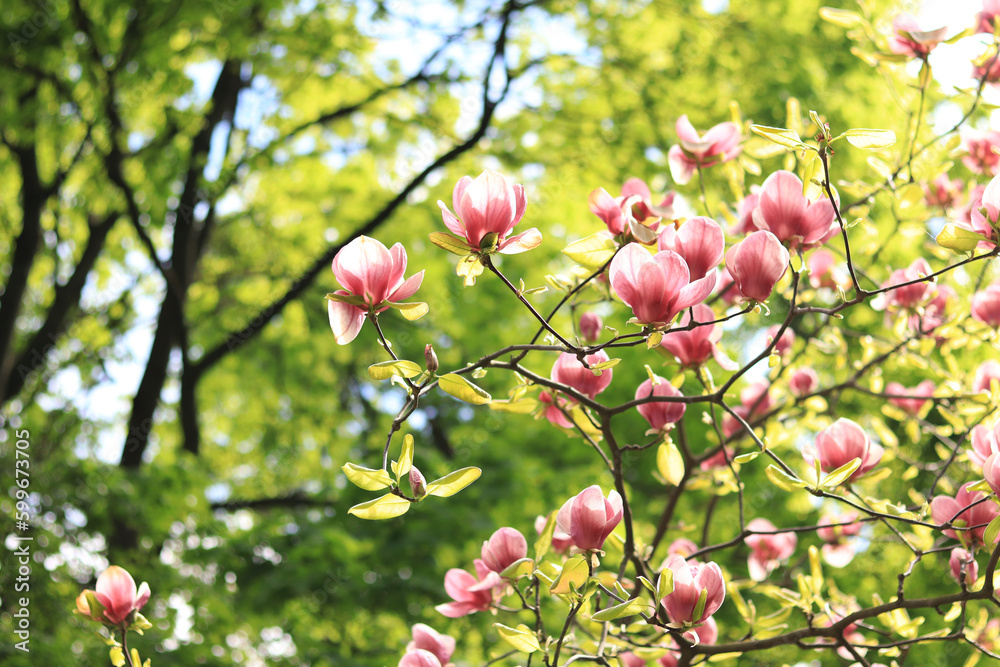 Magnolia blossom in the park. Pink and white flowers, natural background. Blooming tree