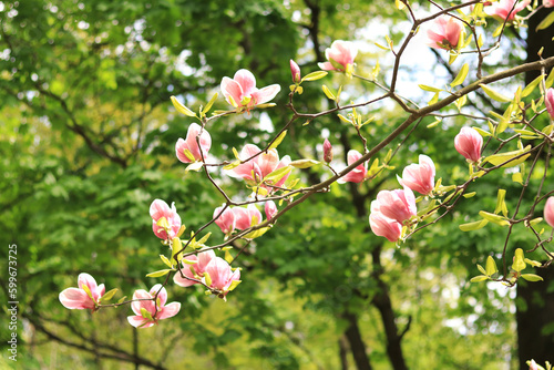 Magnolia blossom in the park. Pink and white flowers, natural background. Blooming tree