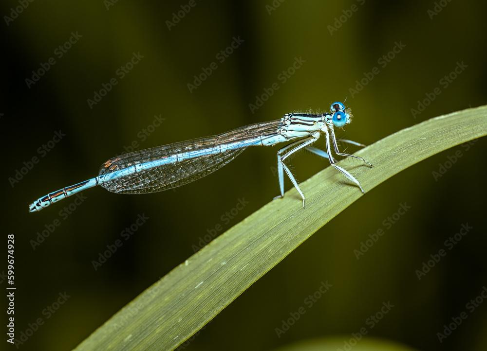 close up view of a white-legged damselfly - Platycnemis pennipes - sitting o a blade of reed close up view of a white-legged damselfly - Platycnemis pennipes - sitting o a blade of reed
