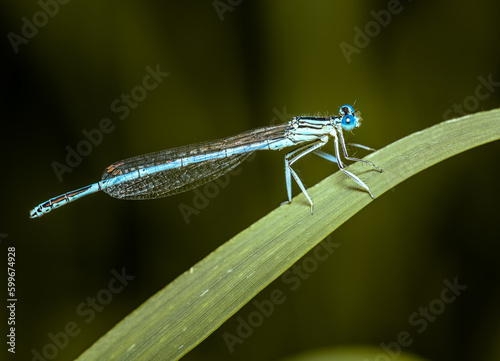 close up view of a white-legged damselfly - Platycnemis pennipes - sitting o a blade of reed