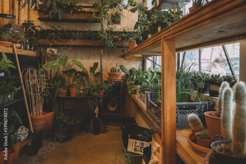 plants in pots in shop