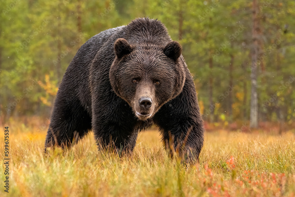 Brown bear powerful pose with forest background Brown bear powerful pose with forest background