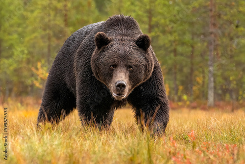 Brown bear powerful pose with forest background