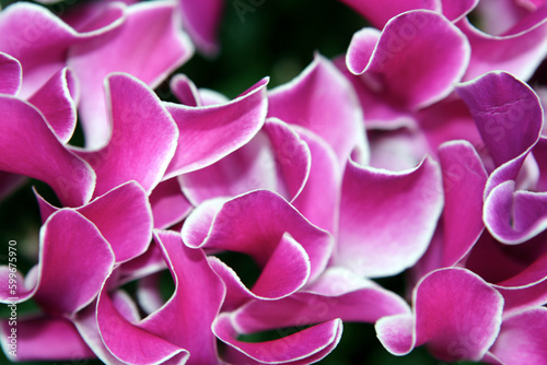 Close-up of cyclamen flowers - Winter garden - Duthie Park - Aberdeen - Grampian - Scotland - UK