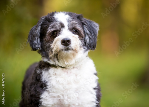 A black and white Shih Tzu x Poodle mixed breed dog looking at the camera