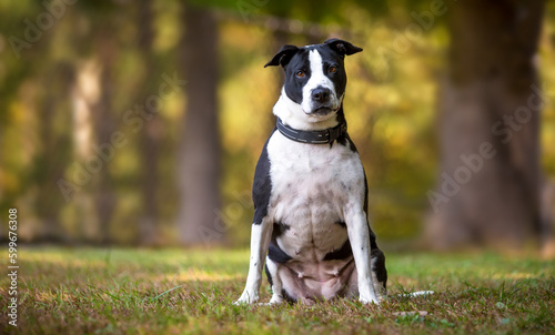 A black and white Pit Bull Terrier mixed breed dog sitting outdoors looking at the camera with a head tilt
