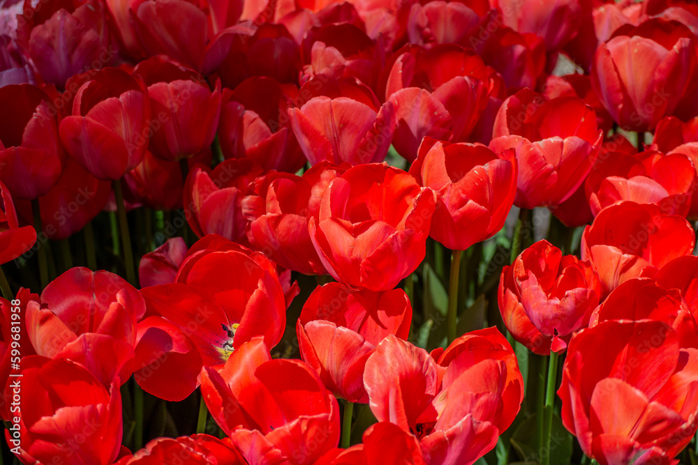 field of tulips field of tulips
