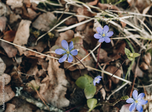 Spring flower. Blue forest vizballs. Beautiful purple plant in the forest. Colorful natural background and old autumn tree leaves. The first spring plants and flowers. photo