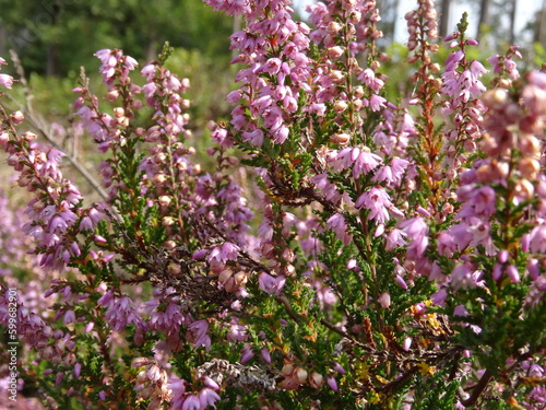 Calluna vulgaris, common heather, ling, or simply heather in the forest.