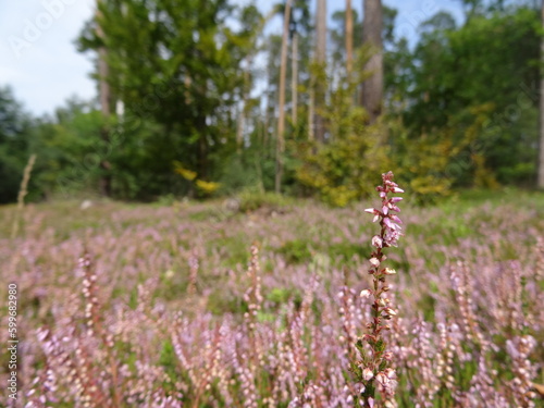 Calluna vulgaris, common heather, ling, or simply heather in the forest.
