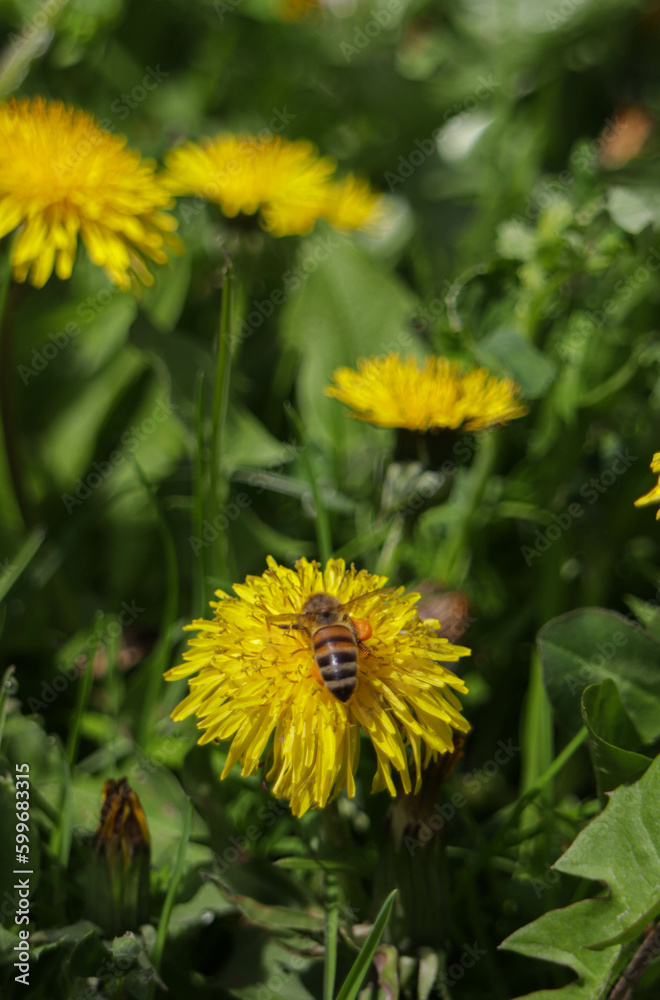 yellow dandelions on grass and bee yellow dandelions on grass and bee