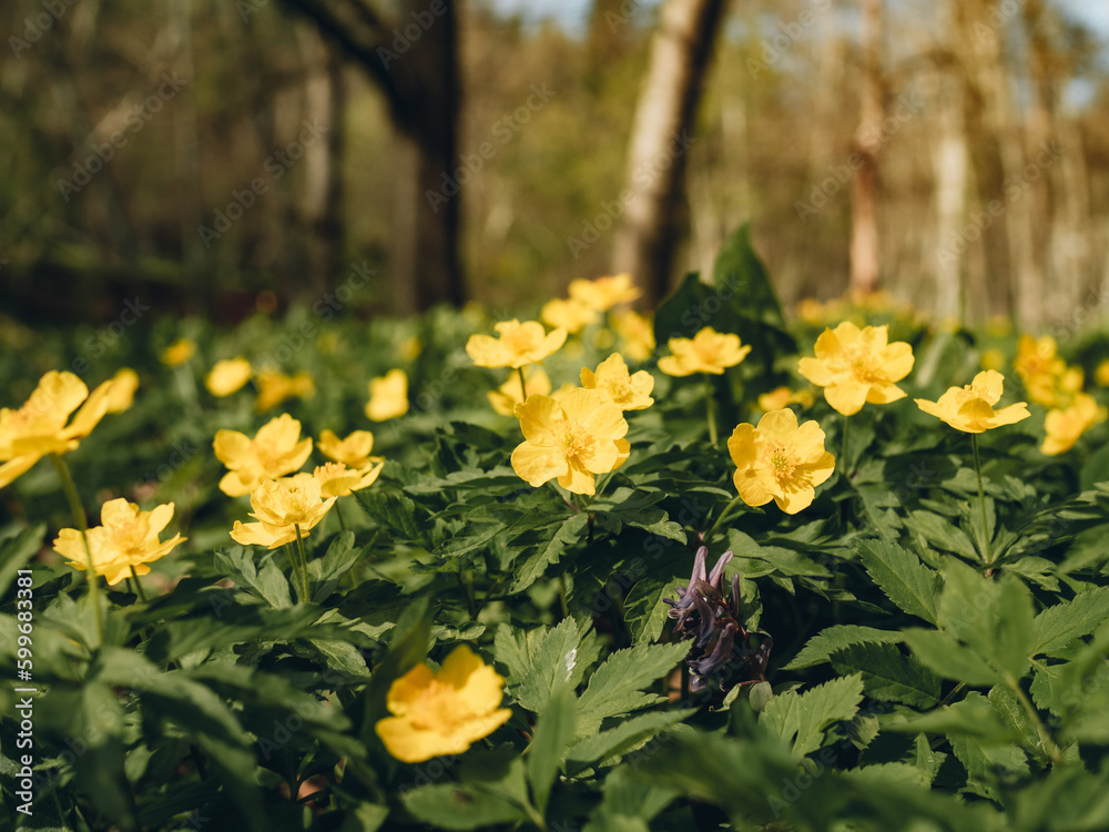 Fototapeta premium Spring flower. Yellow wild flowers. A beautiful yellow plant in the forest. Colorful natural background and old autumn tree leaves. The first spring plants and flowers.