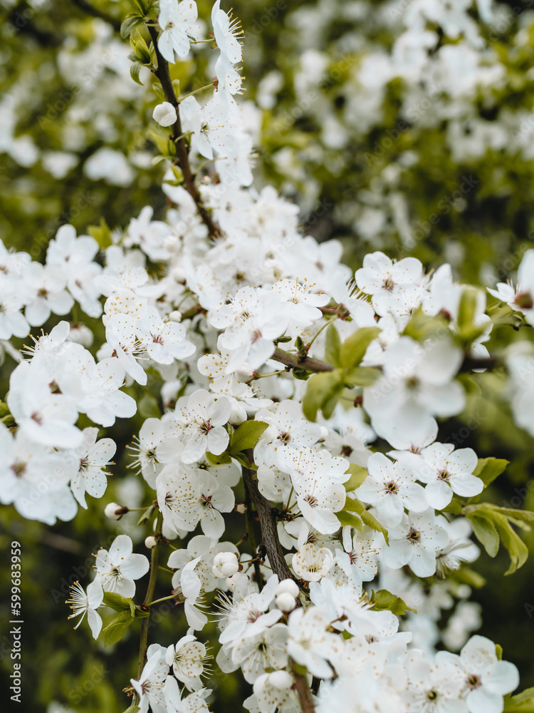 In spring nature. First green leaves, white plum blossoms. Spring blooms with soft white flowers In spring nature. First green leaves, white plum blossoms. Spring blooms with soft white flowers