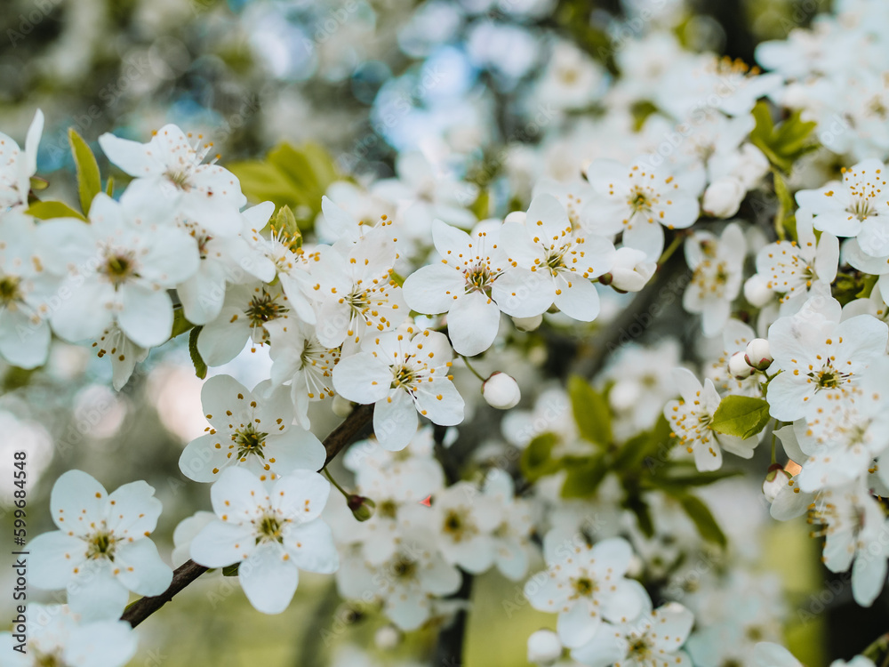 In spring nature. First green leaves, white plum blossoms. Spring blooms with soft white flowers