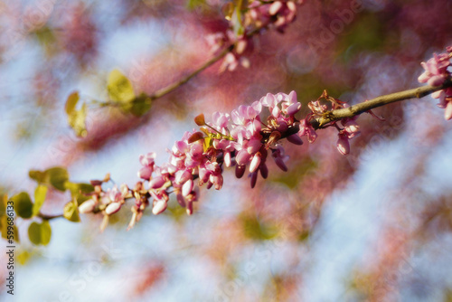 Fiori di primavera © tiky224