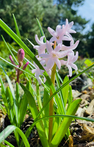 Hyacinth. Blooming pink hyacinth. Macro photo of a spring plant