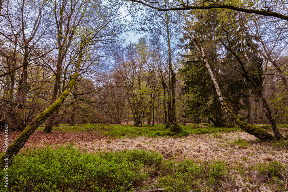 Naklejka premium Heidelandschaft