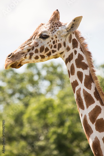 The giraffe is a tall African hoofed mammal belonging to the genus Giraffa. It is the tallest living terrestrial animal and the largest ruminant on Earth. © Jayson