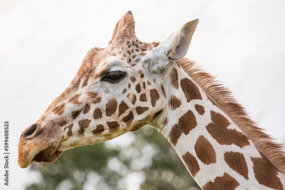 The giraffe is a tall African hoofed mammal belonging to the genus Giraffa. It is the tallest living terrestrial animal and the largest ruminant on Earth. The giraffe is a tall African hoofed mammal belonging to the genus Giraffa. It is the tallest living terrestrial animal and the largest ruminant on Earth.